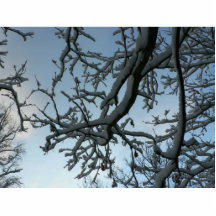 Branche d'arbre de Milou Photo Sculptures