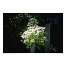 Branche de fleur photos
