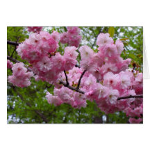 Branche de fleurs de cerisier cartes de vœux