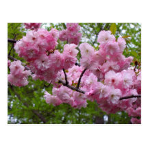 Branche de fleurs de cerisier cartes postales