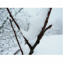 Branche de neige photo sculptures