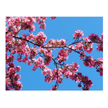 Branche des cartes postales de fleurs de cerisier