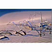 Branches mortes, dunes photo en découpe