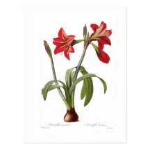 Brasiliensis d'amaryllis cartes postales