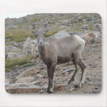 Brebis de moutons de Big Horn de montagne rocheuse Tapis De Souris