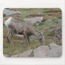 Brebis de moutons de Big Horn de montagne rocheuse Tapis De Souris