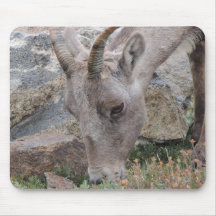 Brebis de moutons de Big Horn de montagne rocheuse Tapis De Souris
