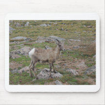 Brebis de moutons de Big Horn de montagne rocheuse Tapis De Souris