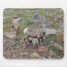 Brebis de moutons de Big Horn de montagne rocheuse Tapis De Souris