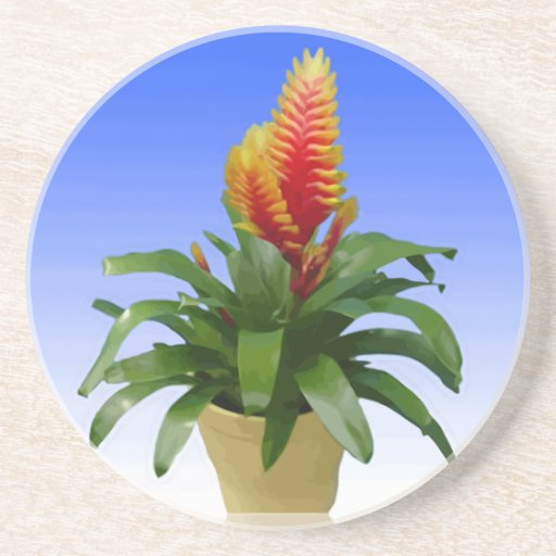 Bromeliad Vriesea Tosca Dessous De Verre
