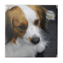 Brown et chien blanc de Kooikerhondje Carreau