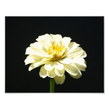 Bruit de fleur ! épreuve photographique 11 x 8,5