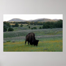 Buffalo dans la réserve de montagnes de Wichita Posters