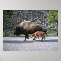 Buffalo de Yellowstone Posters