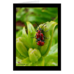 Bugz 2 cartes de vœux