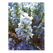 Buisson congelé carte postale