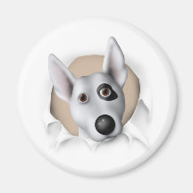 Bull-terrier (américain) éclatant magnets pour réfrigérateur