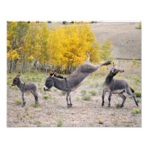 Burros 11x14 de la vengeance de la maman photographies d’art