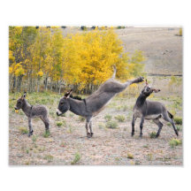 Burros 8x10 de la vengeance de la maman tirages photo