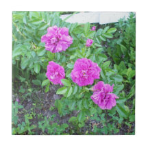 Bush-Cadeau rose pour toute occasion Carreaux
