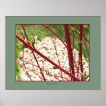Bush rouge et l'affiche de bourgeons gretchen par