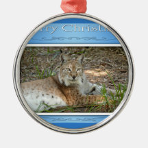 c-2011-siberian-lynx-048 ornement