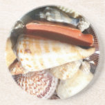 Caboteur - coquillages dessous de verres