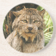 Caboteur de Lynx de Canadien Dessous De Verres