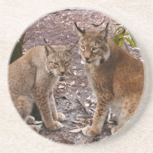 Caboteur de Lynx de Sibérien Dessous De Verres