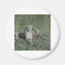 Caboteur - faune magnets pour réfrigérateur