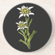 Caboteur floral d'edelweiss dessous de verres