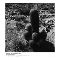 Cactus de baril par Ansel Adams posters