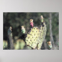 Cactus de coeur affiches