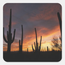 cactus de saguaro, gigantea de Carnegiea, ensuite Adhésif
