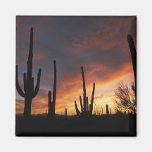 cactus de saguaro, gigantea de Carnegiea, ensuite Aimant