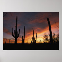 cactus de saguaro, gigantea de Carnegiea, ensuite Poster
