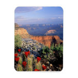 Cactus de tasse de claret, Arizona Magnets Souples