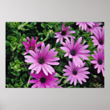 Cactus, fleurs d'Osteospermum Poster