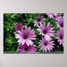 Cactus, Osteospermum Poster