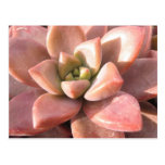 Cactus succulent cartes postales