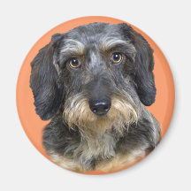 Cadeaux aux cheveux longs de portrait de teckel aimant