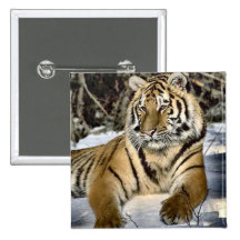 Cadeaux d'art d'amants de tigre badges