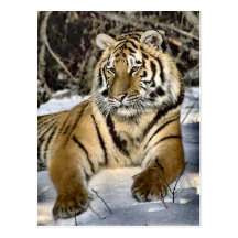 Cadeaux d'art d'amants de tigre cartes postales