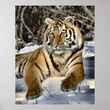 Cadeaux d'art d'amants de tigre poster