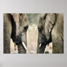 Cadeaux d'art d'amants d'éléphant affiches