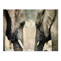 Cadeaux d'art d'amants d'éléphant carte postale