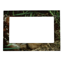 Cadre magnétique de cerfs communs de bébé