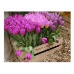 caisse en bois avec les tulipes pourpres carte postale