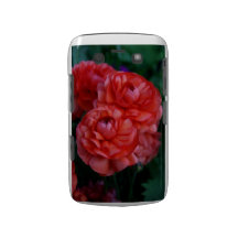 Caisse florale rouge de Rannunculus Blackberry Coques Blackberry Bold