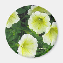 Calibrachoa fleurit l'aimant